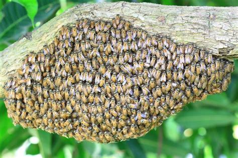 total insurance incident report|looking for asian honey bees.